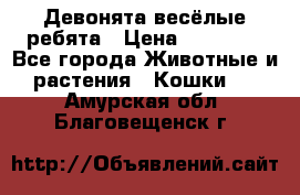 Девонята весёлые ребята › Цена ­ 25 000 - Все города Животные и растения » Кошки   . Амурская обл.,Благовещенск г.